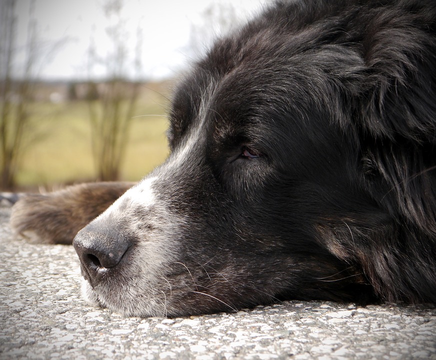 Bernese-mountain-dog-older-dog-care-by-purrdy-paws