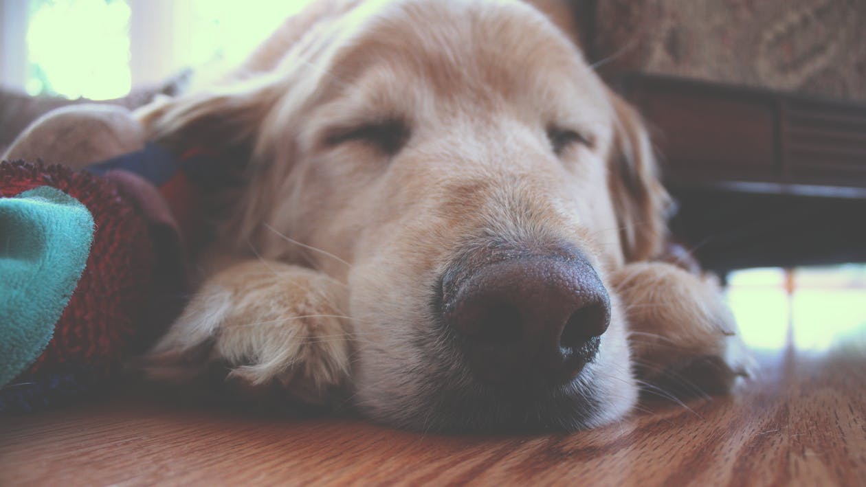 dog-hardwood-floor-slipping-solution-older-dog-care-by-purrdy-paws